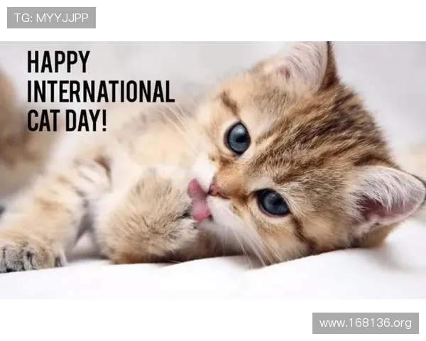 探索mrcat猫先生在宠物世界的独特魅力与影响力